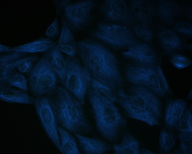 liFluor 350 Goat Anti-rabbit IgG