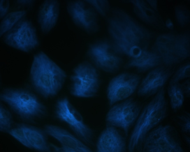 lifluor 405m Goat Anti-Mouse IgG