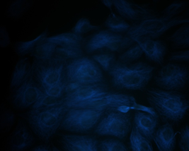liFluor 405m Goat Anti-rabbit IgG