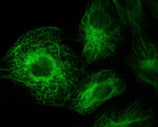 Fluor 430 Goat Anti-Mouse IgG