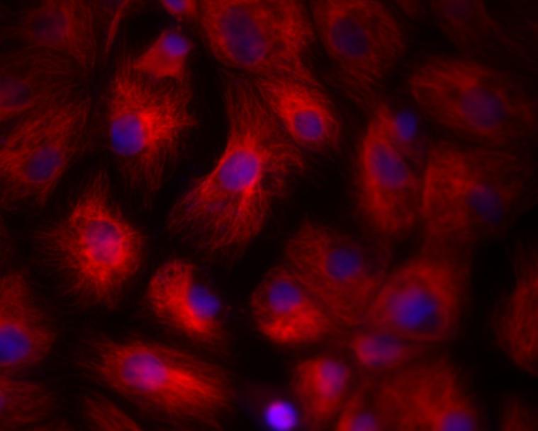 lifluor 555 Goat Anti-Mouse IgG