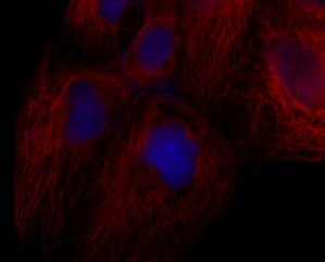 lifluor 594 Goat Anti-Mouse IgG