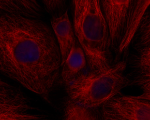 lifluor 680 Goat Anti-Mouse IgG