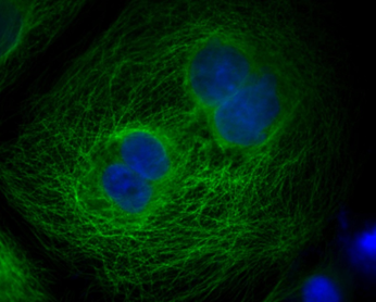 Biotin Goat Anti-Mouse IgG