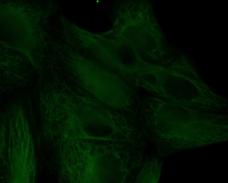 Biotin Goat Anti-Rabbit IgG