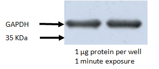 HRP Goat Anti-Rabbit IgG