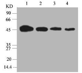 HRP β-Actin Mouse mAb