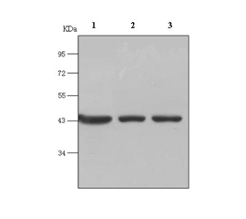 HRP beta-Actin Mouse mAb