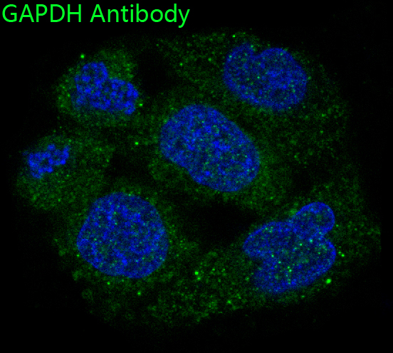 GAPDH antibody