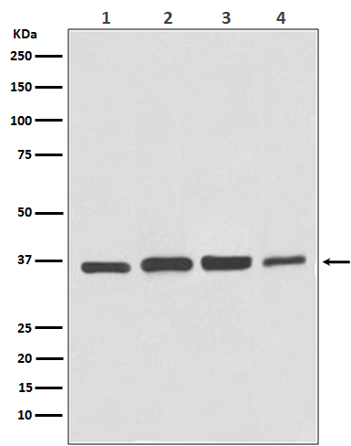 GAPDH Rabbit Polyclonal Antibody