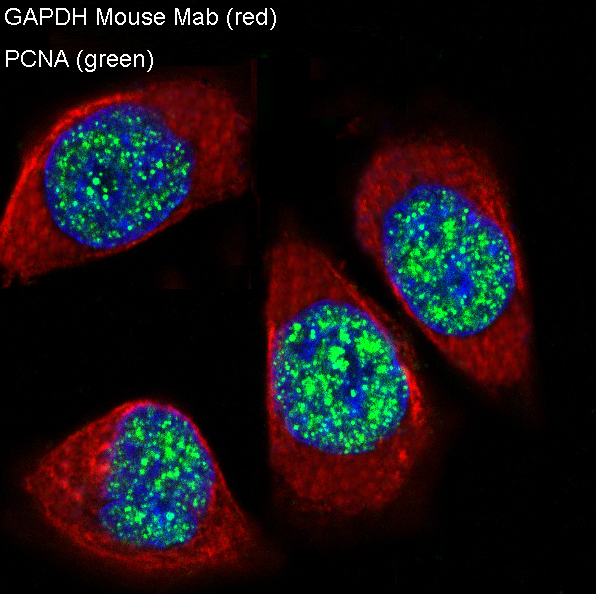 GAPDH antibody
