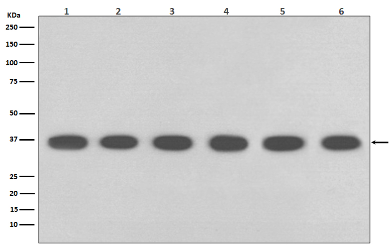GAPDH Mouse Monoclonal Antibody