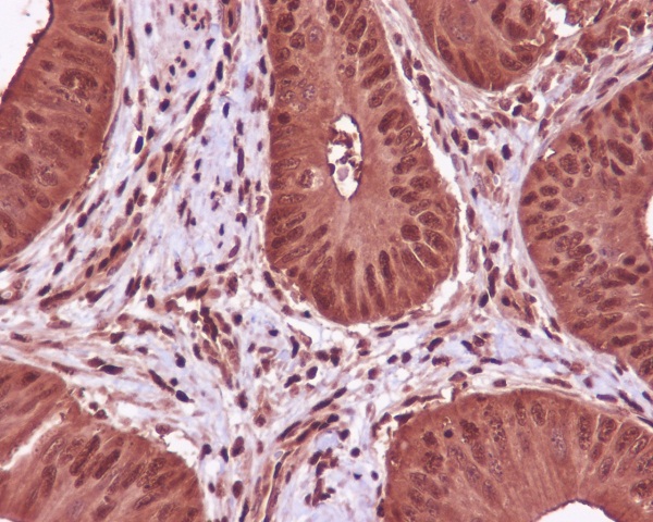 GAPDH Mouse mAb
