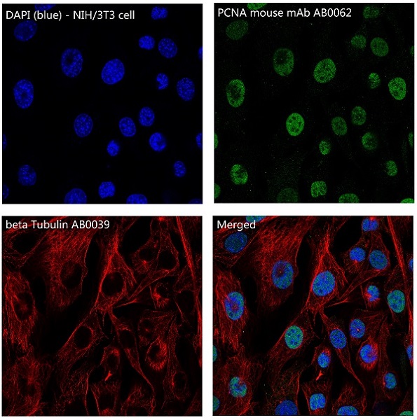 beta-Tubulin antibody