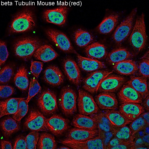 alpha Tubulin Mouse Monoclonal Antibody