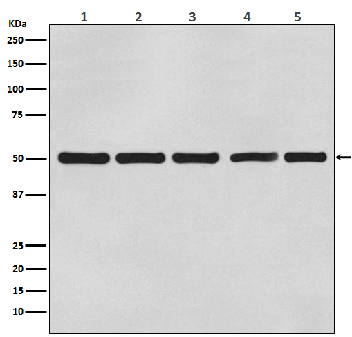 beta-Tubulin Mouse mAb