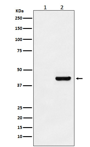 Myc-Tag Mouse mab