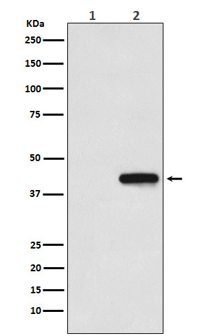 his-Tag Mouse mab