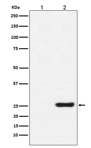 GST-Tag Mouse mab