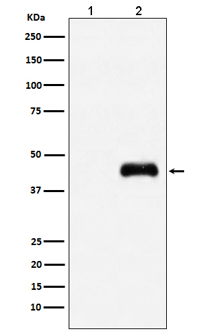 HA-Tag Mouse mab