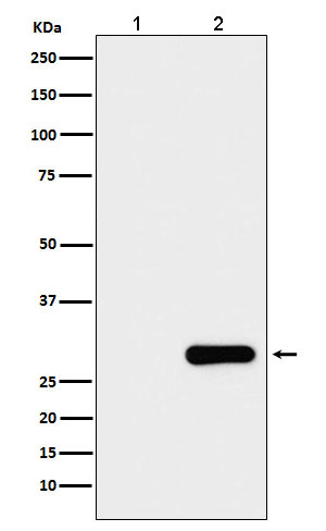 GFP-Tag Mouse mab