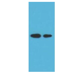 RFP-Tag Mouse mab