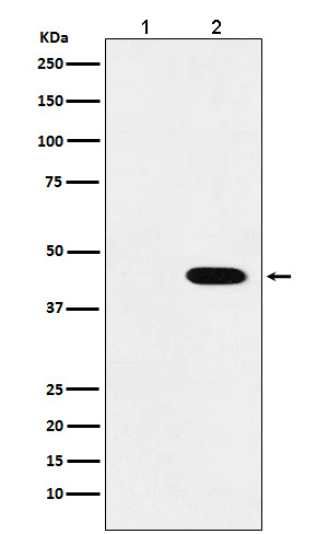 Flag-Tag Mouse mab