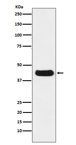 V5-Tag Mouse mab