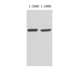 VSV-G-Tag Mouse mab