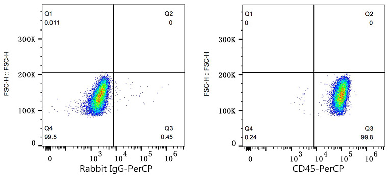Rabbit IgG isotype control