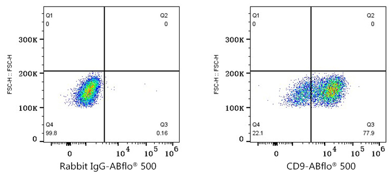 Rabbit IgG isotype control