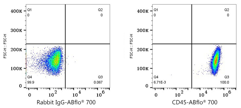 Rabbit IgG isotype control