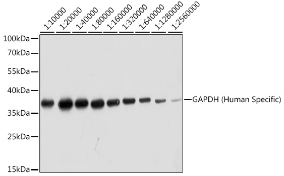 GAPDH Human Specific Rabbit mAb
