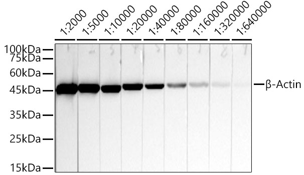 HRP β-Actin Mouse mAb