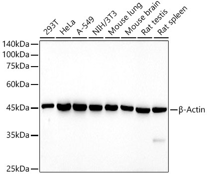 HRP beta-Actin Mouse mAb