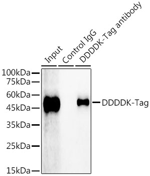 Rabbit IgG isotype control