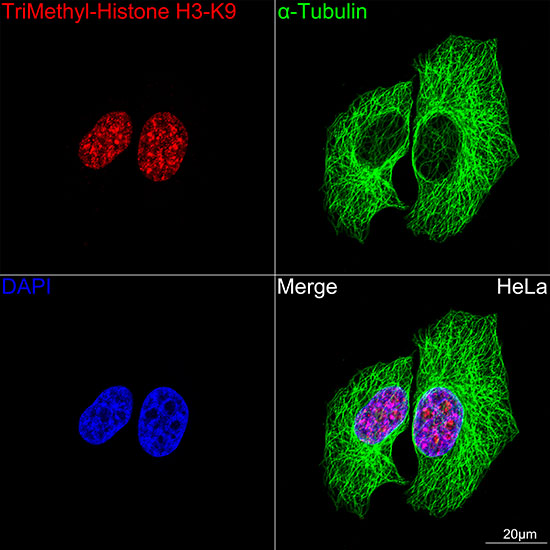 fluor 488 Goat anti-Mouse IgG (H+L)