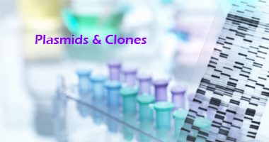 cDNA clones