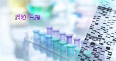 质粒克隆