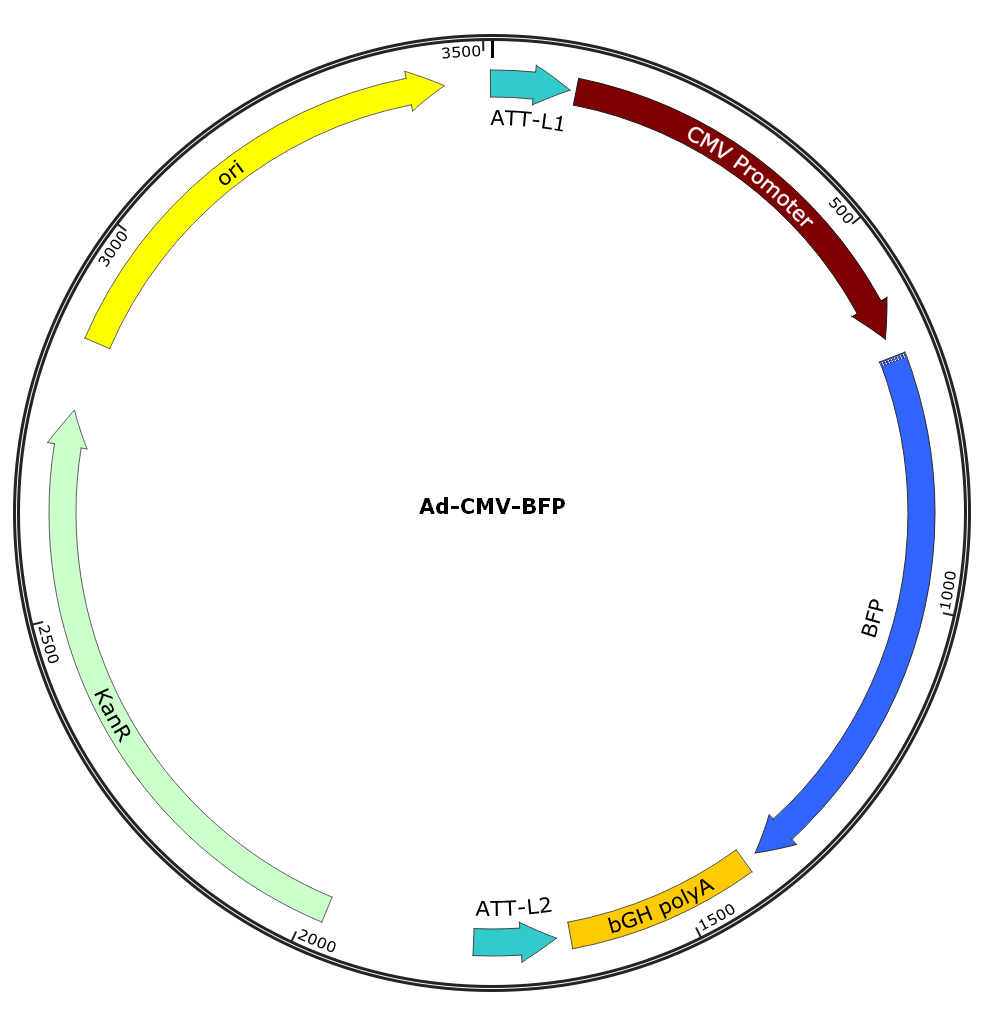 Adenovirus BFP