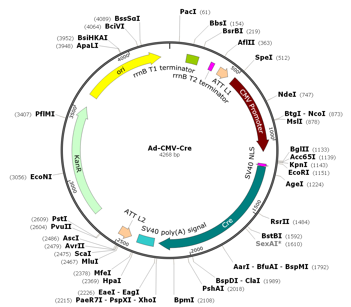 Adenovirus Cre