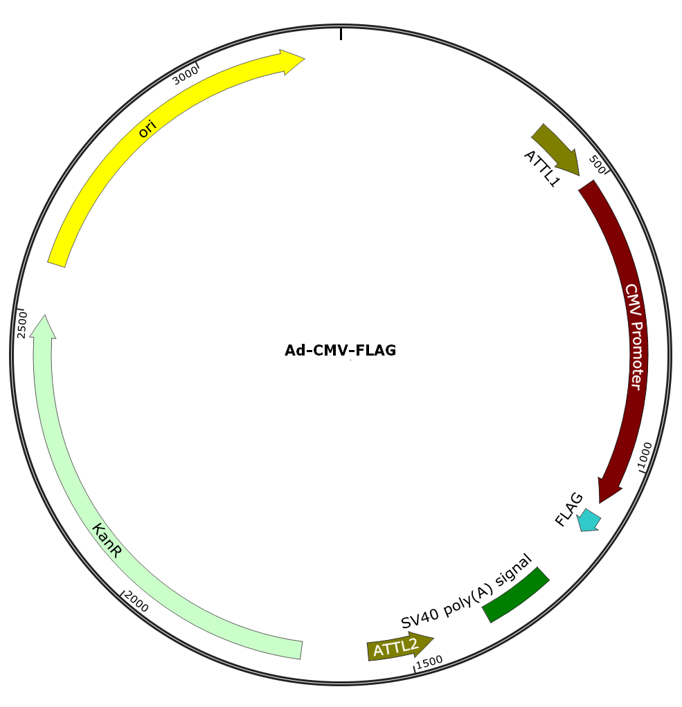 Adenovirus FLAG