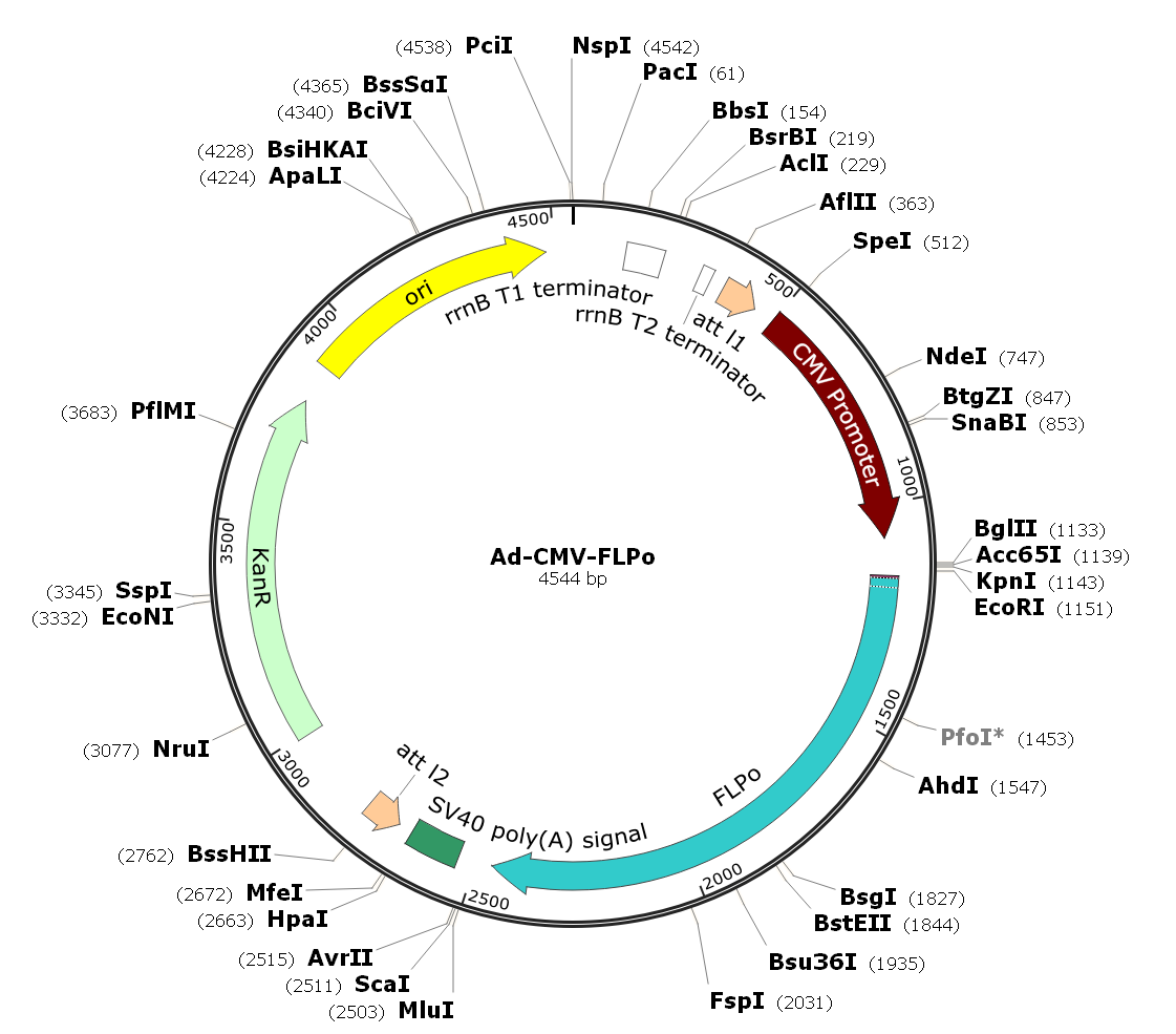 Adenovirus FLPo