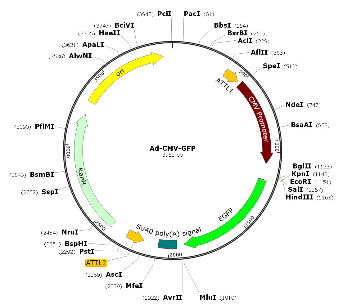 Adenovirus GFP