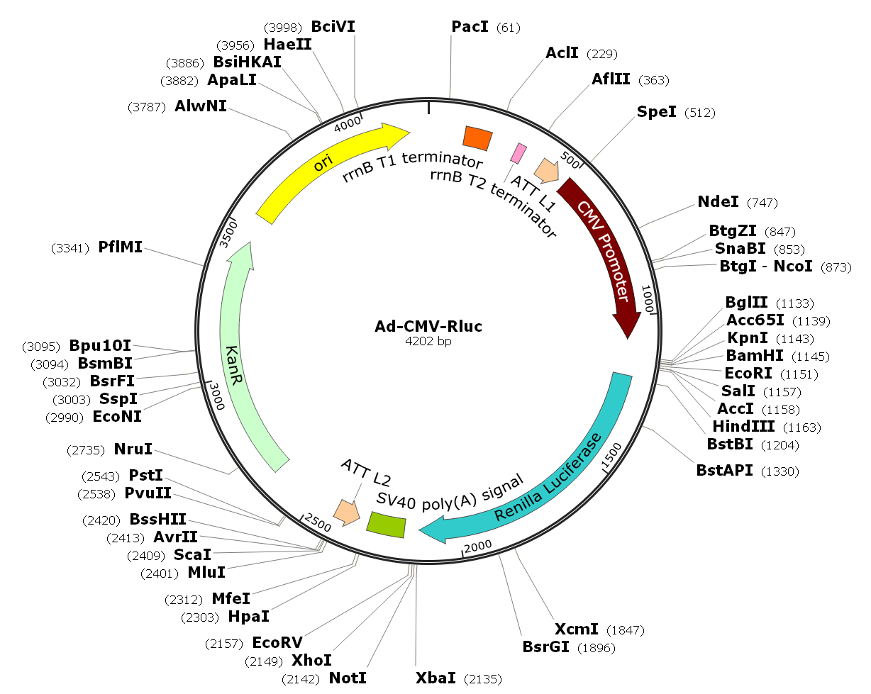 Adenovirus Rluc