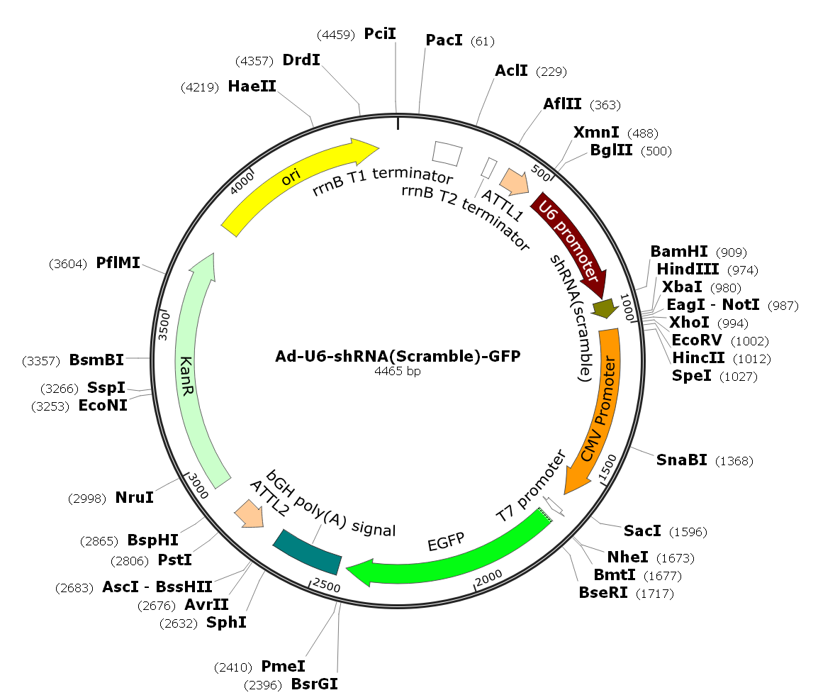 Adenovirus U6-shRNA-GFP