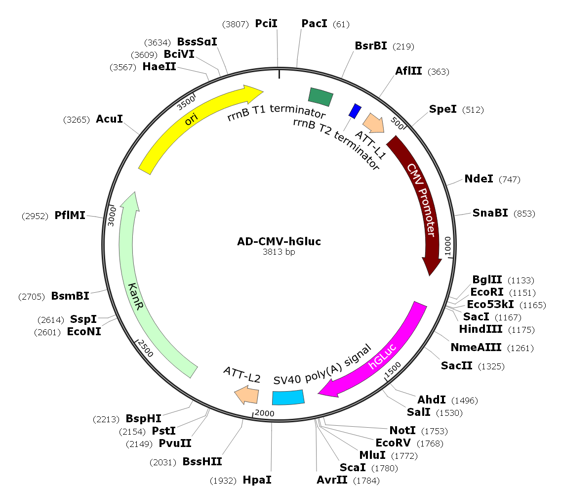 Adenovirus hGluc