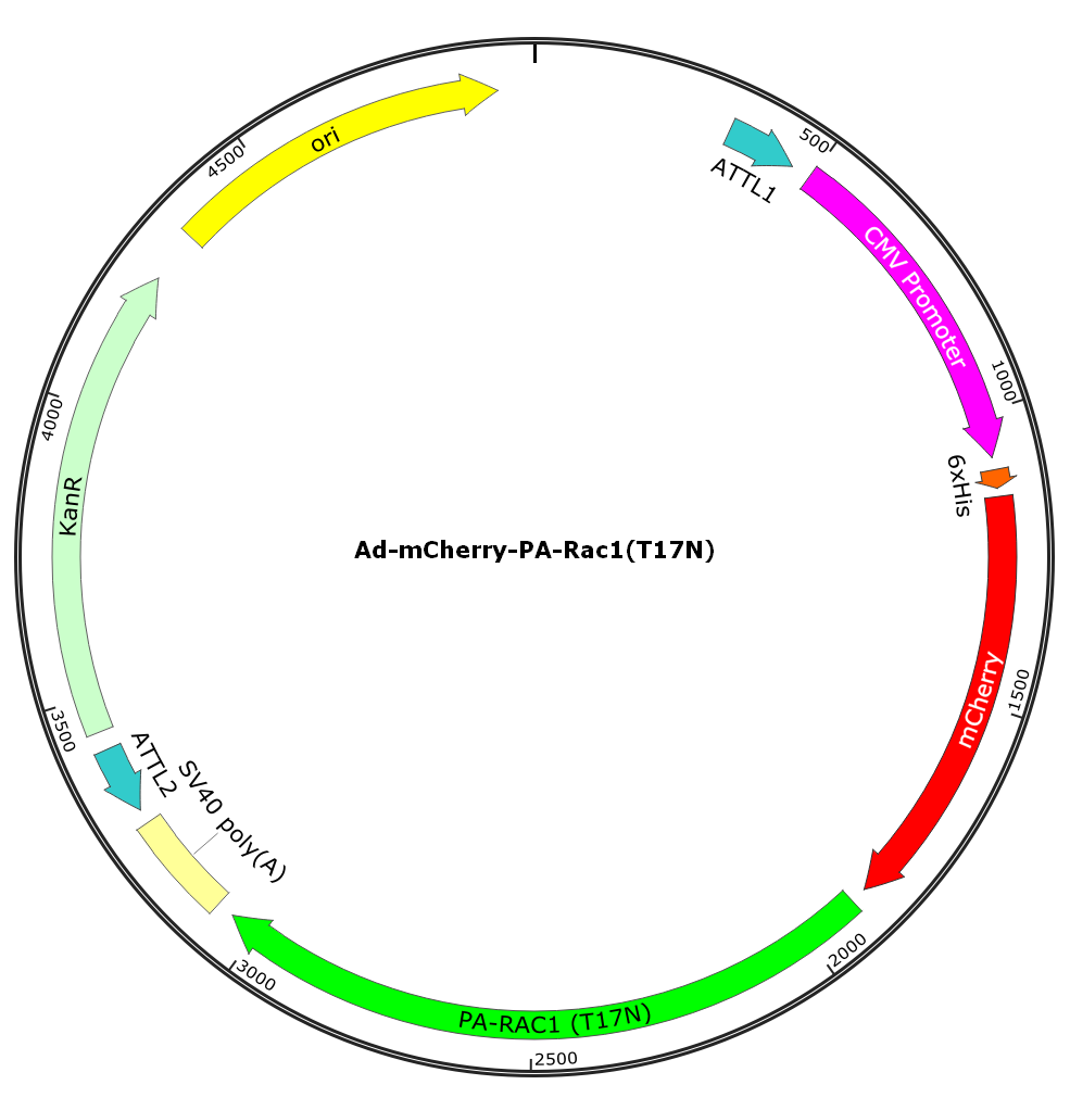 Adenovirus mCherry-PA-Rac1-T17N
