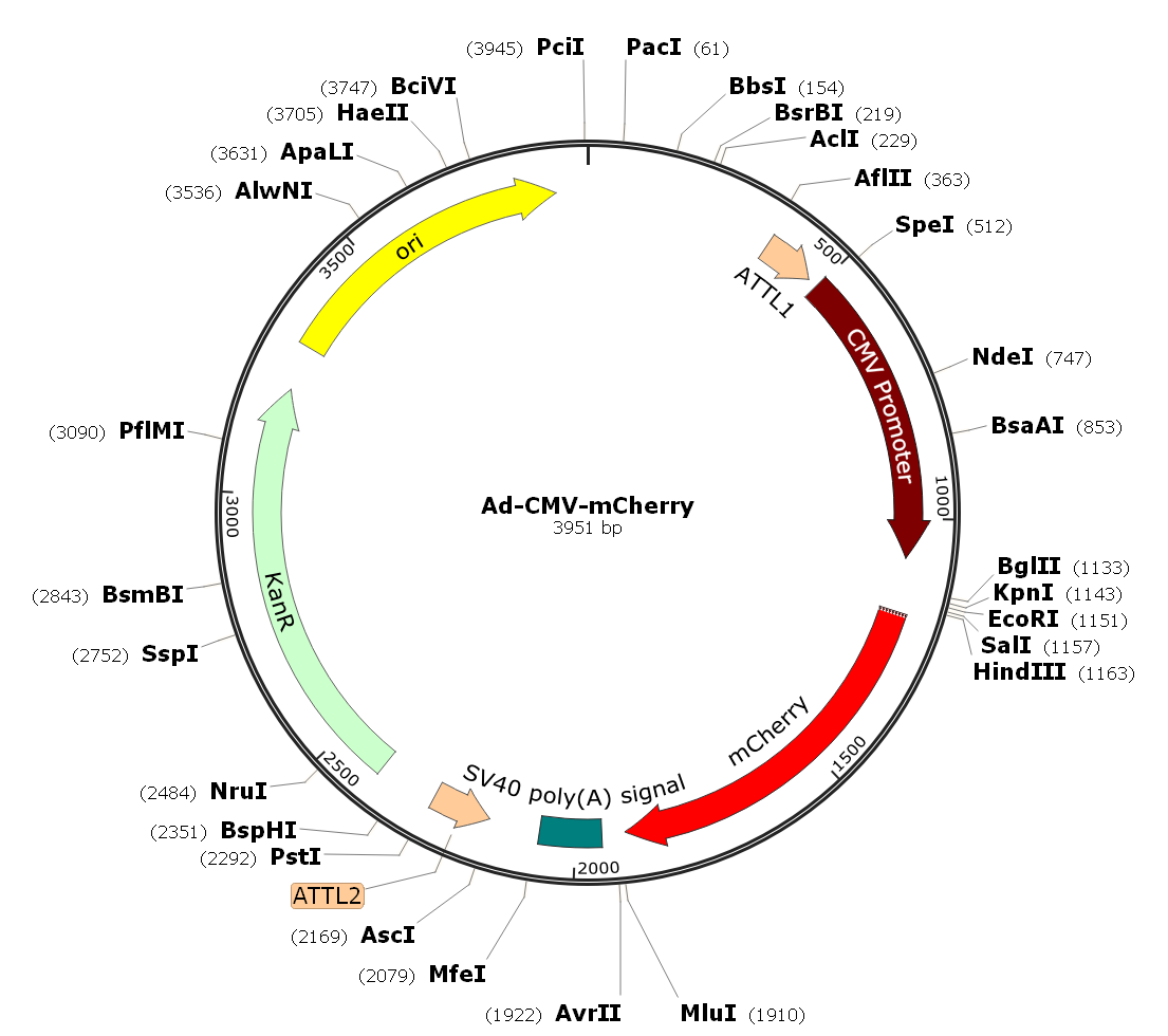 Adenovirus mCherry
