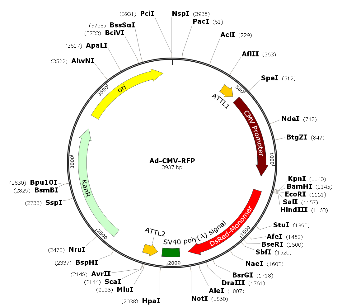 Adenovirus mRFP